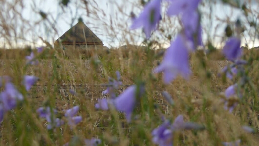 Bloemen in Texels landschap