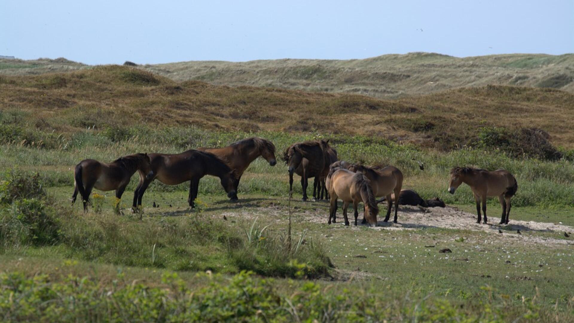 paarden