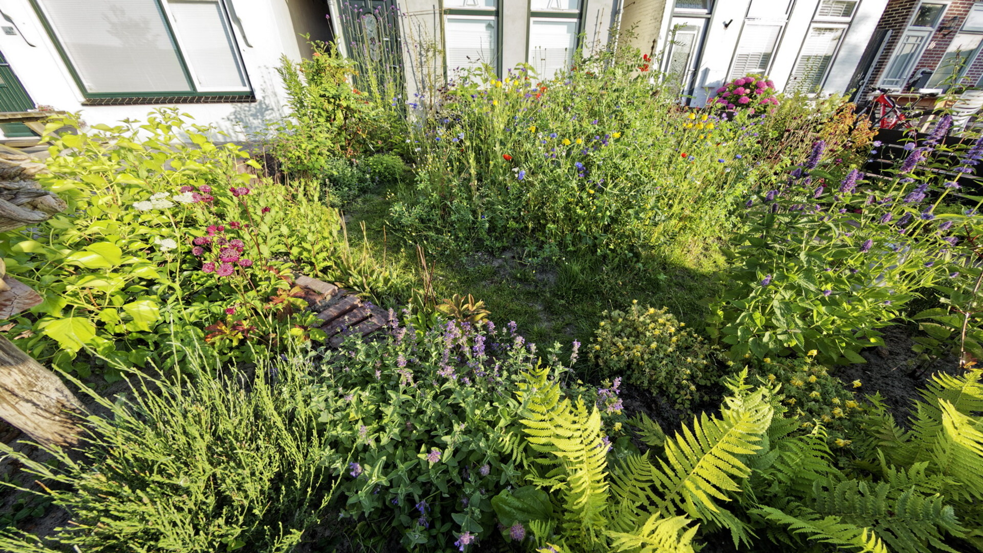 bloemen in een voortuin