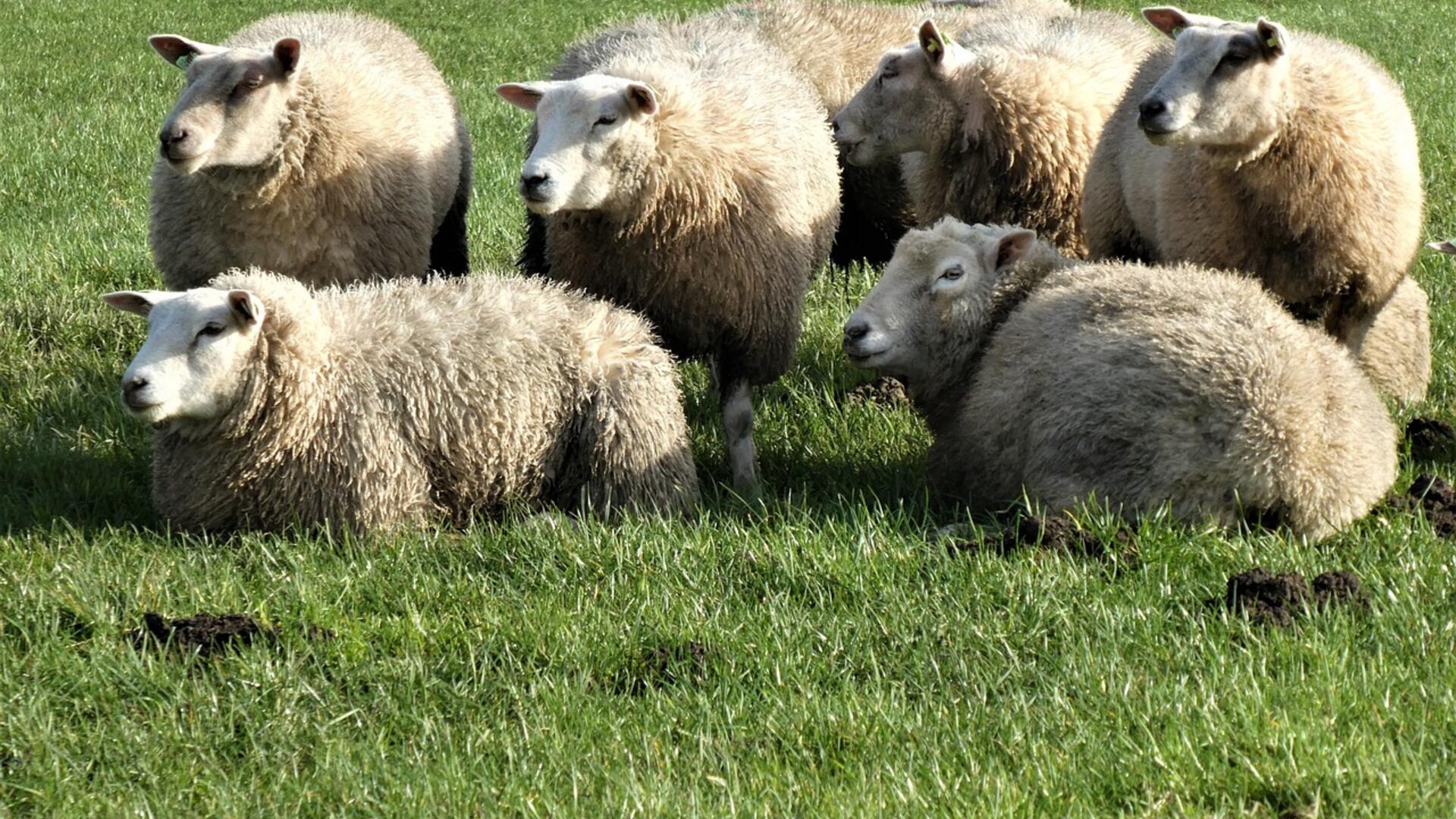 Overleg schapen
