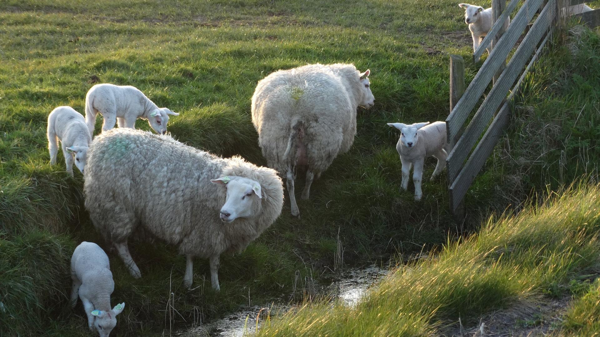 schapen hek.jpg